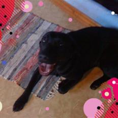 Labrador retriever Creca