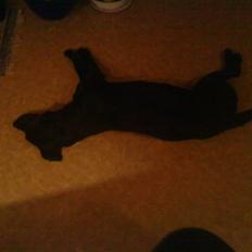 Labrador retriever Creca