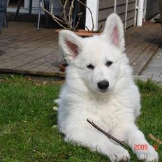 Hvid schæfer Inka The White Diamond