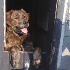 Blanding af racer Trunte