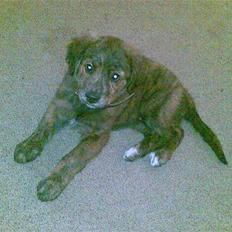 Blanding af racer Trunte