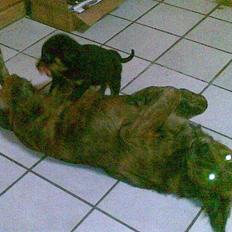 Blanding af racer Trunte