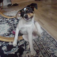 Dansk svensk gaardhund Stella