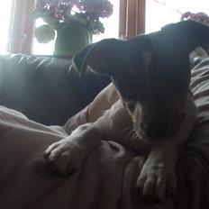 Dansk svensk gaardhund Stella