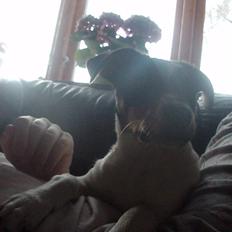 Dansk svensk gaardhund Stella