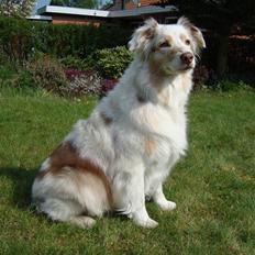 Australian shepherd twister