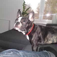 Fransk bulldog Amy