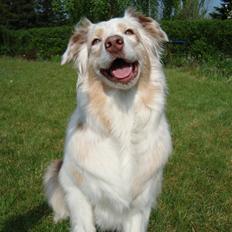 Australian shepherd twister
