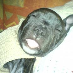 Staffordshire bull terrier mulle