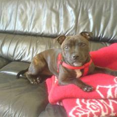 Staffordshire bull terrier mulle