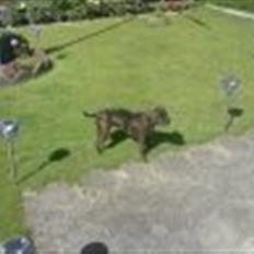 Staffordshire bull terrier mulle