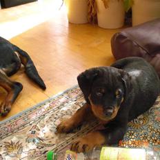 Rottweiler Skaga-rotts Balder