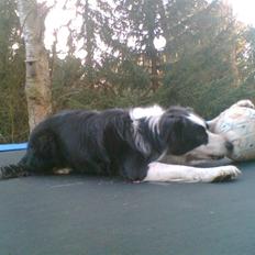 Border collie Coco E