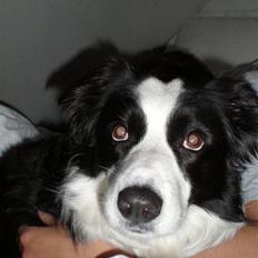 Border collie Coco E