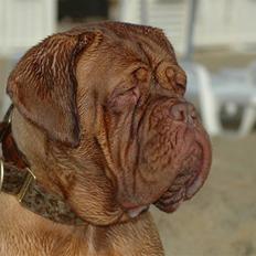 Dogue de bordeaux Viola- Batida Coco 