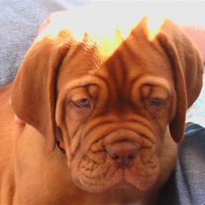 Dogue de bordeaux Viola- Batida Coco 