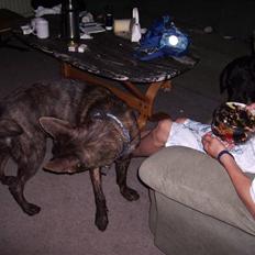 Hollandsk hyrdehund Fister (R.I.P)