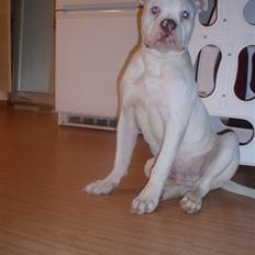 Amerikansk bulldog Abo`s Jens Banke