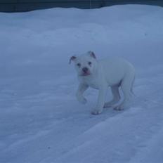Amerikansk bulldog Abo`s Jens Banke