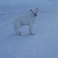 Amerikansk bulldog Abo`s Jens Banke