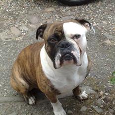 Olde english bulldogge William