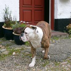 Olde english bulldogge William