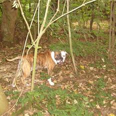 Olde english bulldogge William