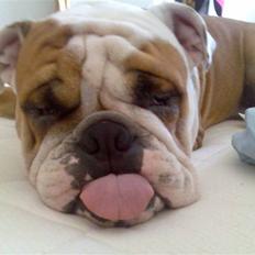 Engelsk bulldog Dolche 