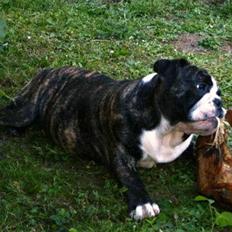 Engelsk bulldog Kahlua