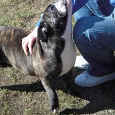 Engelsk bulldog Kahlua