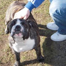 Engelsk bulldog Kahlua