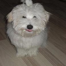 Coton de tulear Toffi