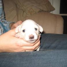 Coton de tulear Toffi