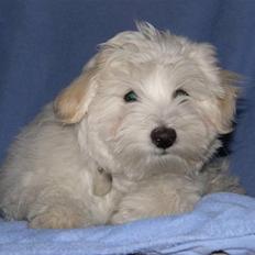 Coton de tulear Toffi
