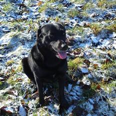 Blanding af racer gigi