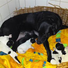 Blanding af racer gigi