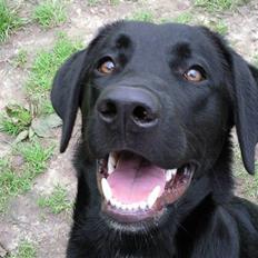 Blanding af racer bandit