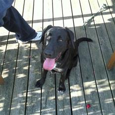 Blanding af racer bandit