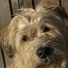 Irish Glen of Imaal Terrier Mille<3