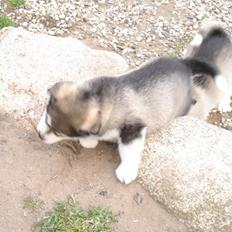 Alaskan malamute Chago