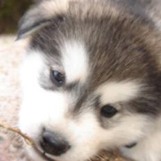 Alaskan malamute Chago