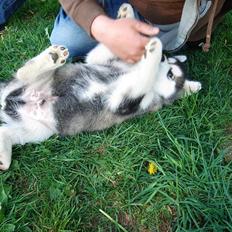 Alaskan malamute Chago