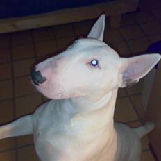 Bullterrier Øivind
