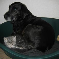 Labrador retriever Plet