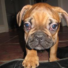 Fransk bulldog Karla