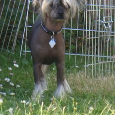 Chinese crested hårløs Capone *Solgt*