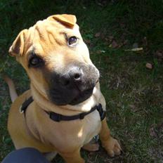 Blanding af racer Jumper