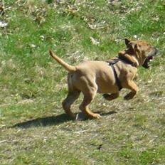 Blanding af racer Jumper