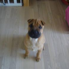 Blanding af racer Jumper