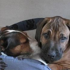 Rhodesian ridgeback Zazu Tigereye 